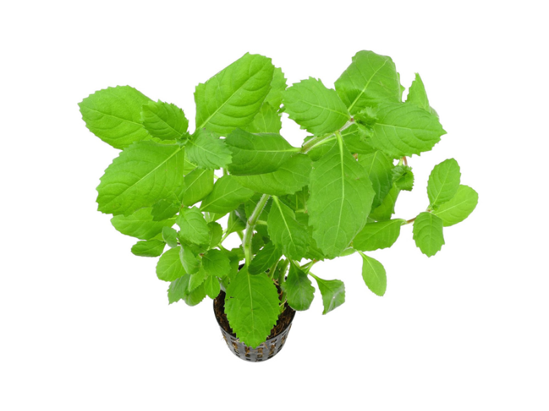 Hygrophila difformis