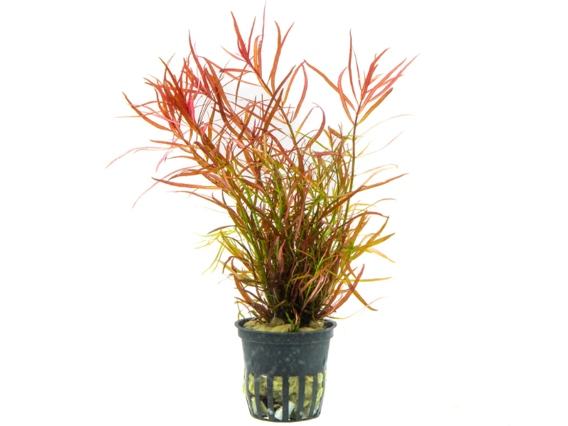 Image of Ludwigia arcuata Image of Ludwigia arcuata