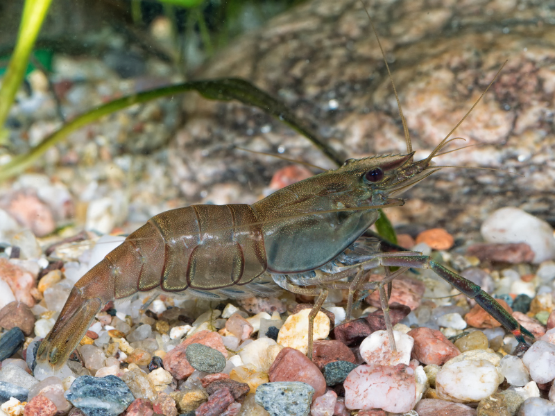 Image of Macrobrachium asperulum Image of Macrobrachium asperulum