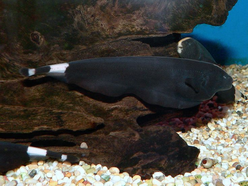 Image of Apteronotus albifrons