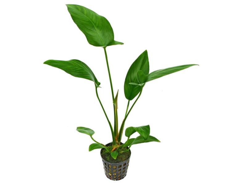 Anubias hastifolia