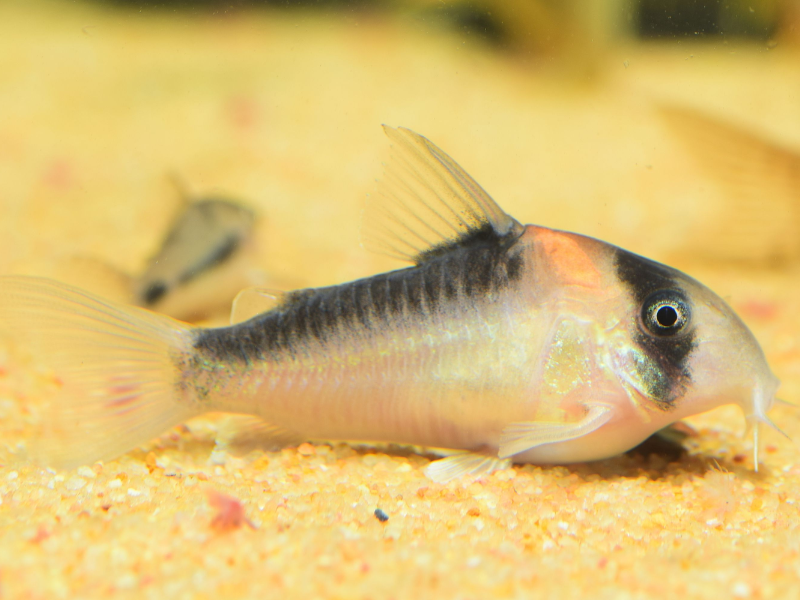 Hoplisoma adolfoi Hoplisoma adolfoi