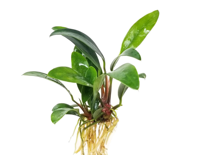 Anubias afzelii
