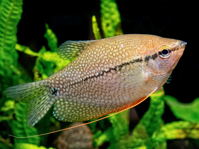 Pearl Gourami Pearl Gourami