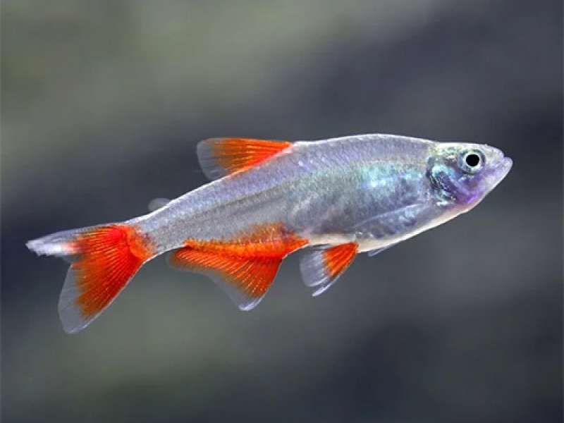 Aphyocharax anisitsi