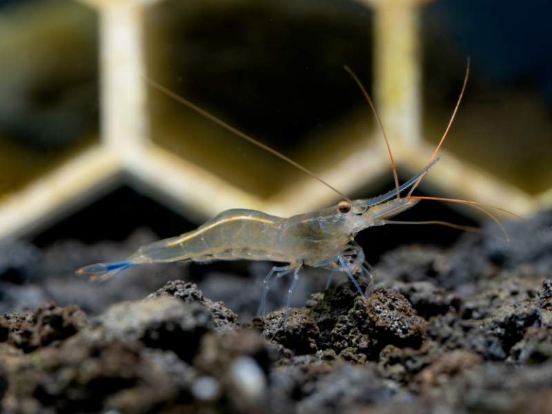 Image of Caridina caerulea