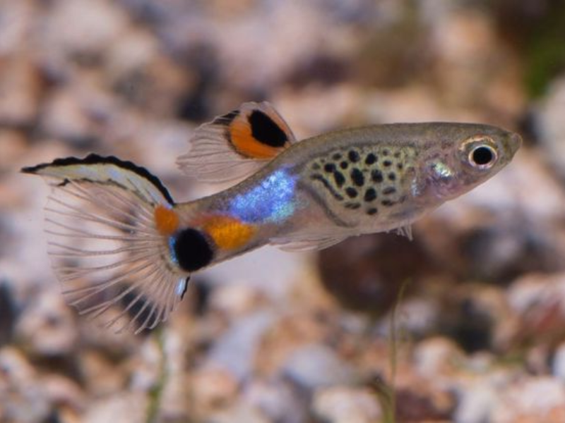 Image of Poecilia wingei