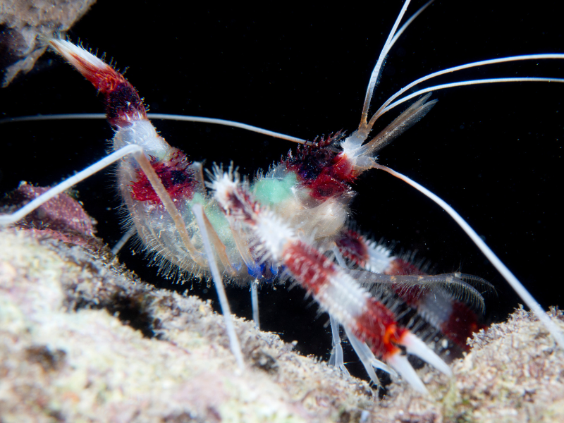 Banded Coral Shrimp Banded Coral Shrimp
