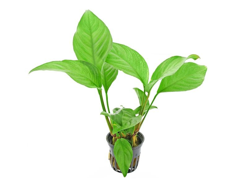 Anubias sagittae