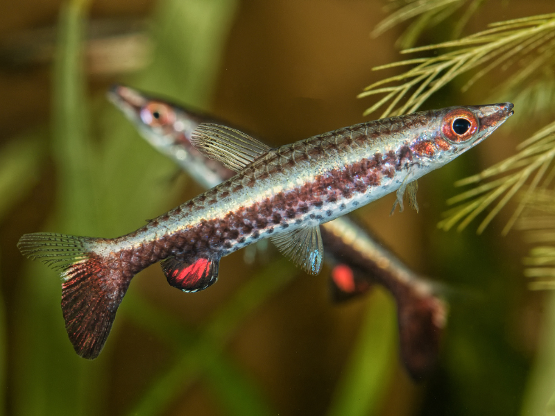 Image of Nannostomus eques Image of Nannostomus eques