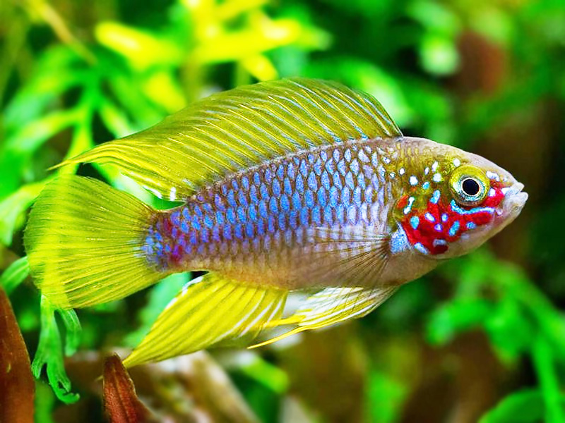 Apistogramma borellii