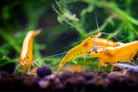 Yellow Golden Back