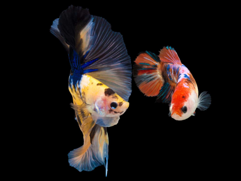 Koi