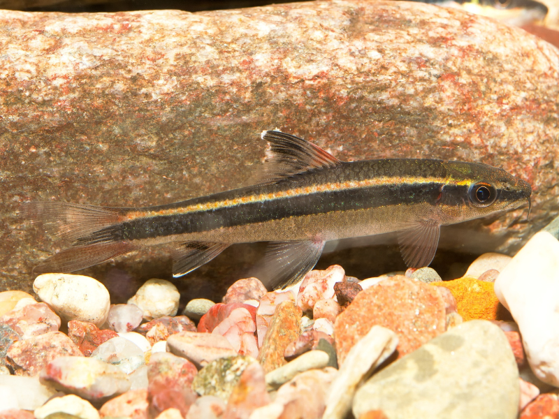 Epalzeorhynchos kalopterus Epalzeorhynchos kalopterus