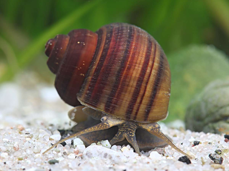 Image of Pomacea diffusa