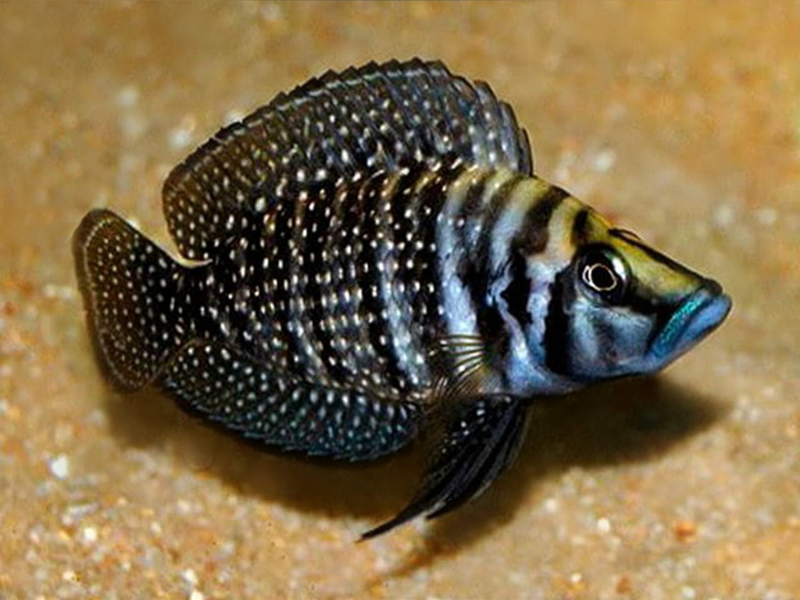 Altolamprologus calvus