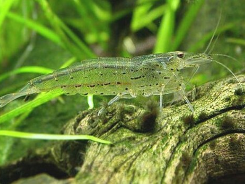 Caridina multidentata