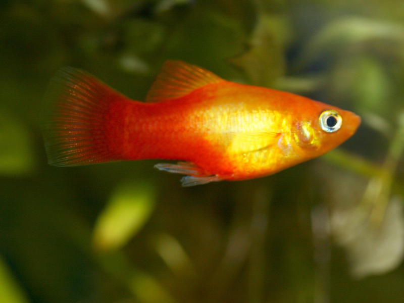 Image of Xiphophorus maculatus Image of Xiphophorus maculatus