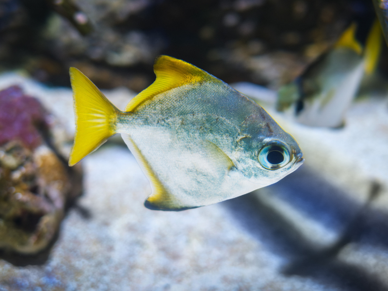 Silver Moony Silver Moony