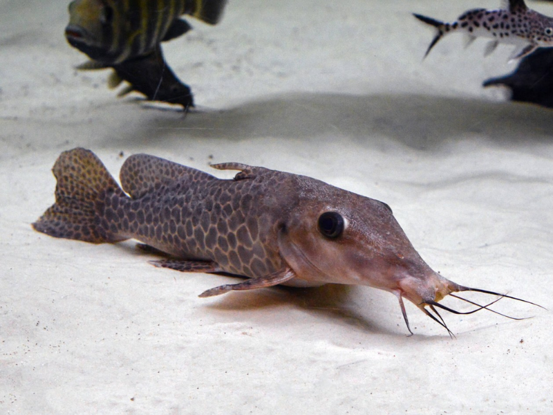 Image of Auchenoglanis occidentale Image of Auchenoglanis occidentale