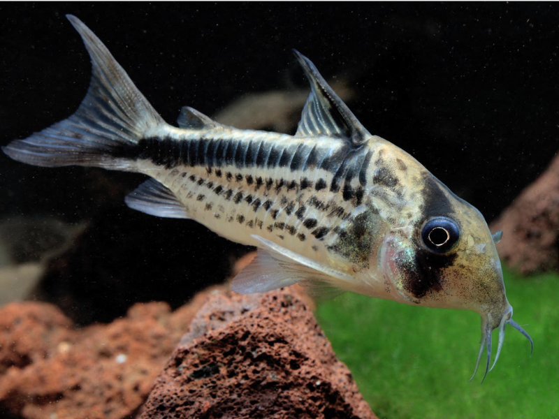 Loxozonus Corydora Loxozonus Corydora