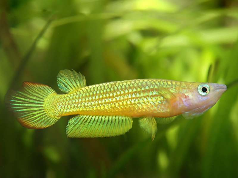 Image of Aplocheilus lineatus Image of Aplocheilus lineatus