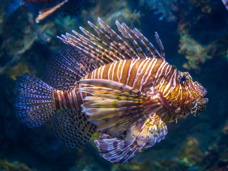 Image of Pterois miles Image of Pterois miles