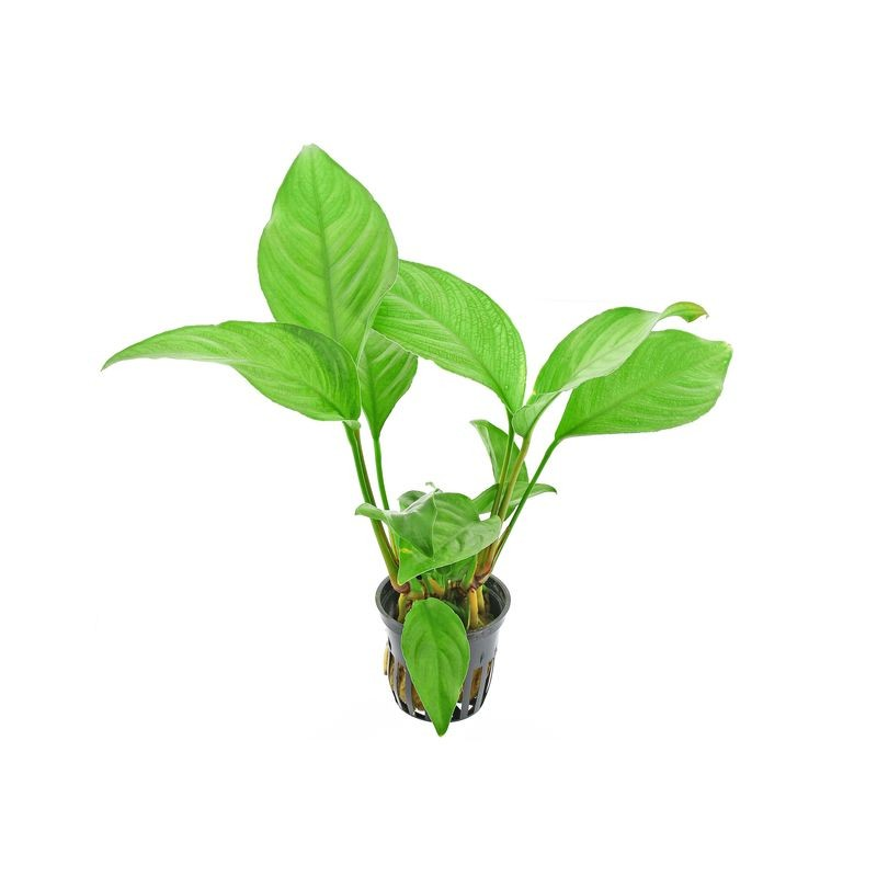 Anubias sagittae