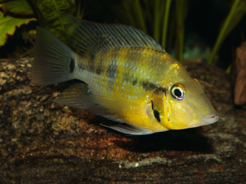 Thorichthys passionis