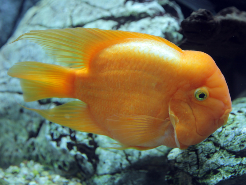 Midas Cichlid Midas Cichlid