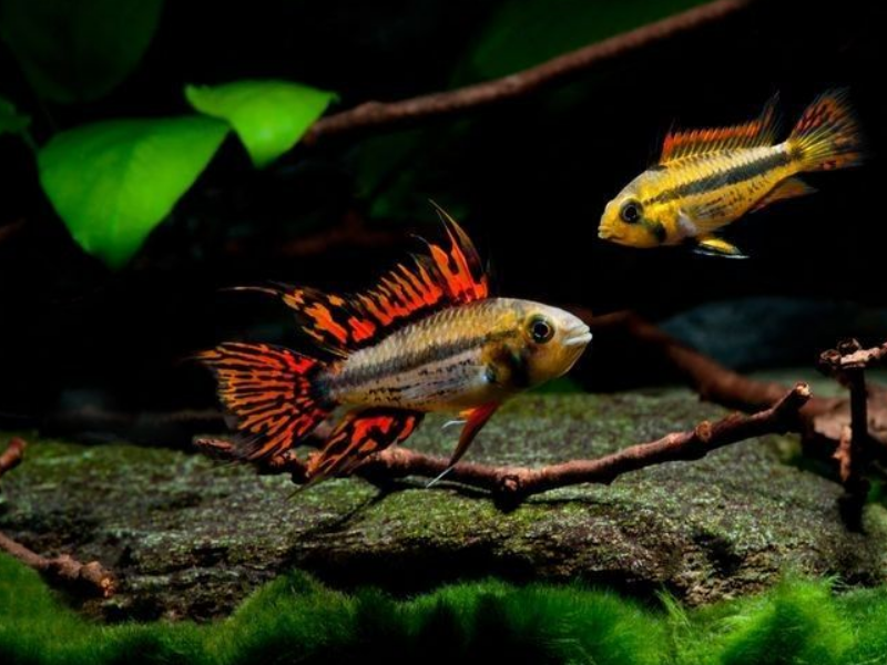 Image of Apistogramma cacatuoides