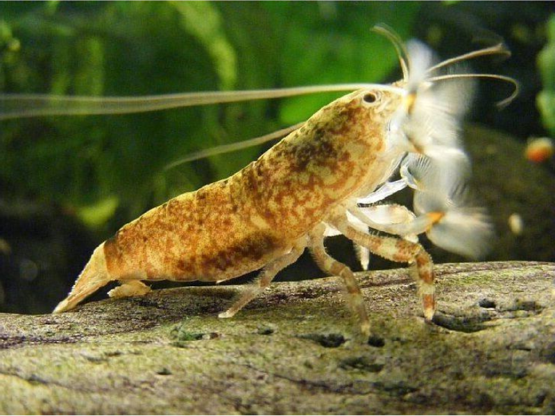 Image of Atya scabra Image of Atya scabra