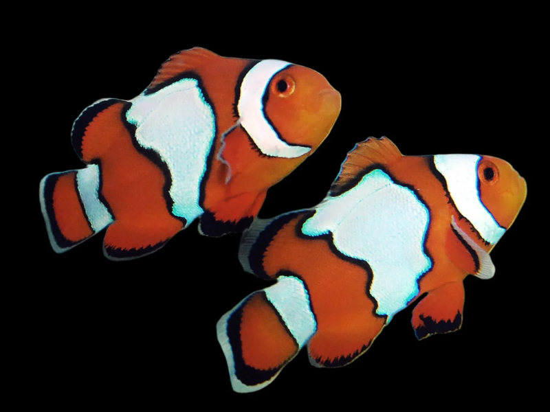 Image of Amphiprion ocellaris Image of Amphiprion ocellaris