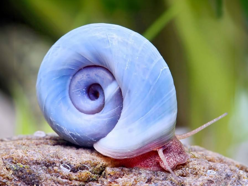 Image of Planorbella duryi