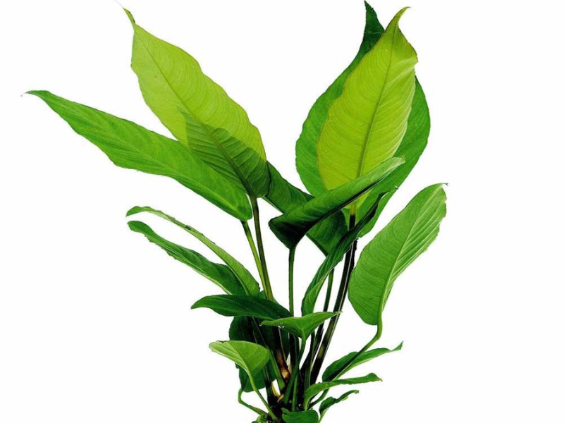 Image of Anubias heterophylla Image of Anubias heterophylla