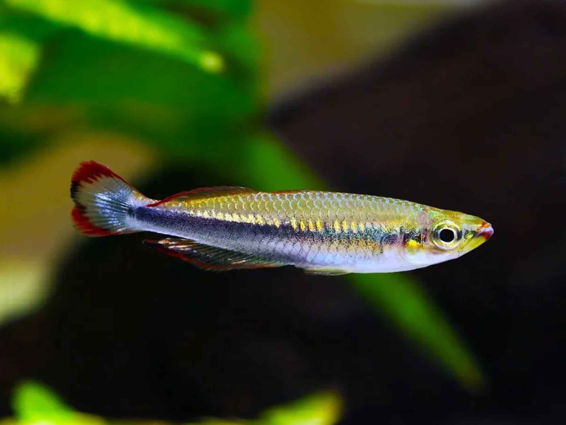 Image of Bedotia madagascariensis Image of Bedotia madagascariensis