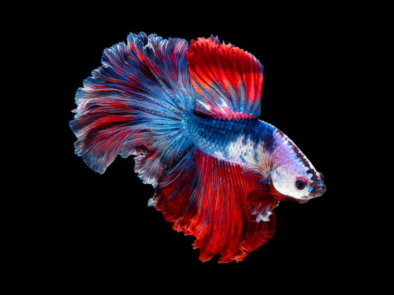 Siamese fighting fish Siamese fighting fish