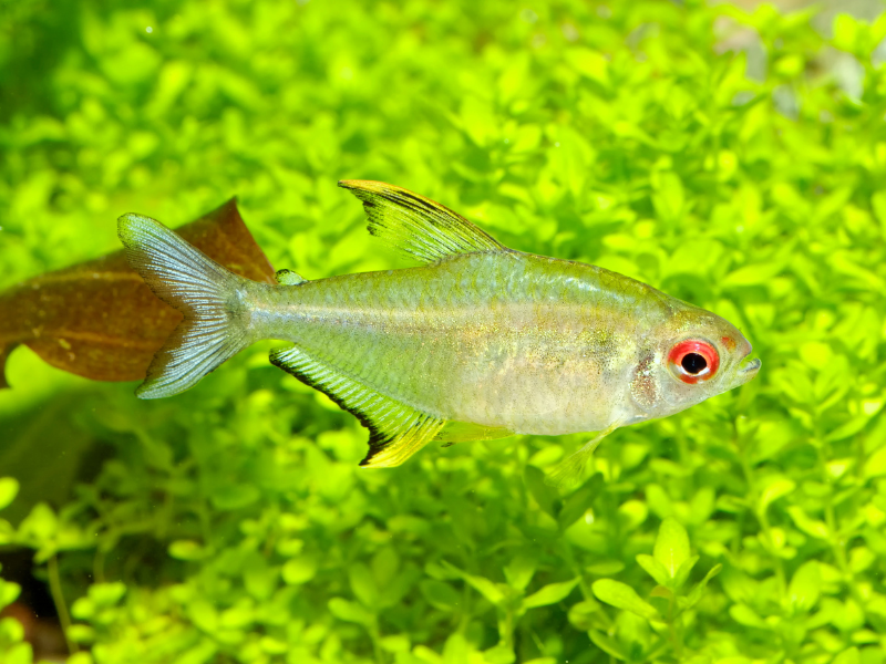 Hyphessobrycon pulchripinnis