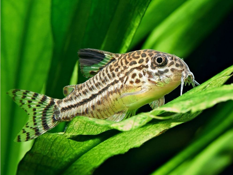 Corydoras julii