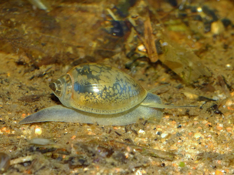 Image of Physa fontinalis Image of Physa fontinalis