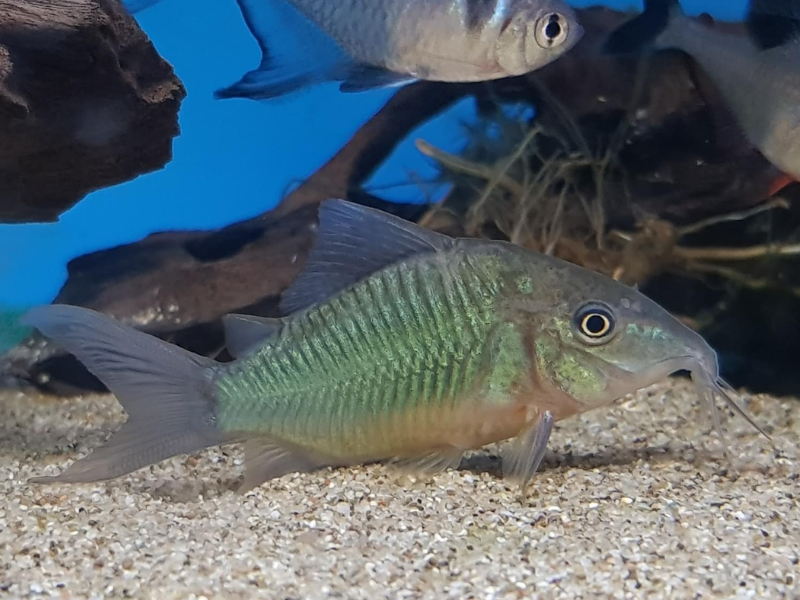 Image of Brochis splendens Image of Brochis splendens