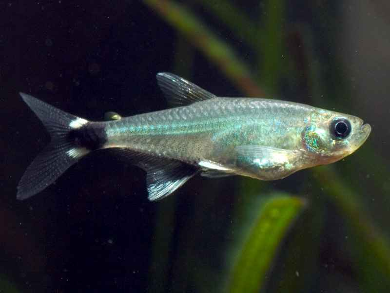 Image of Aphyocharax nattereri