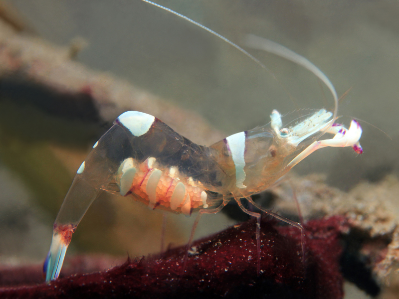 Image of Ancylomenes magnificus Image of Ancylomenes magnificus