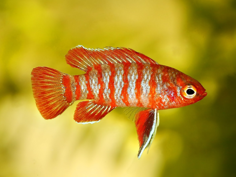 Scarlet Badis Scarlet Badis