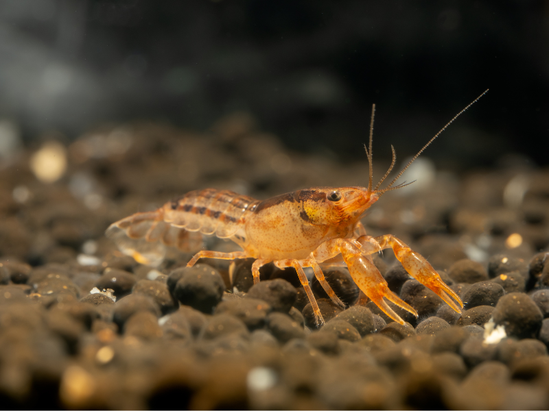 Cambarellus patzcuarensis