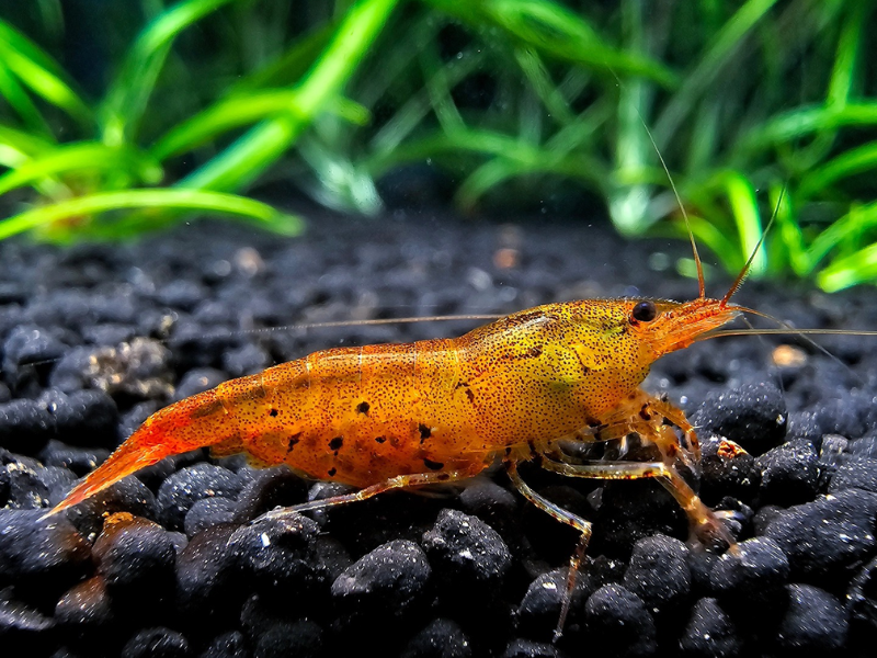 Caridina serrata