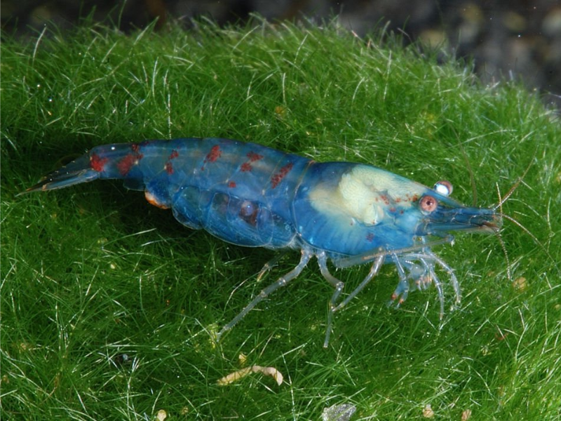 Neocaridina zhangjiajiensis
