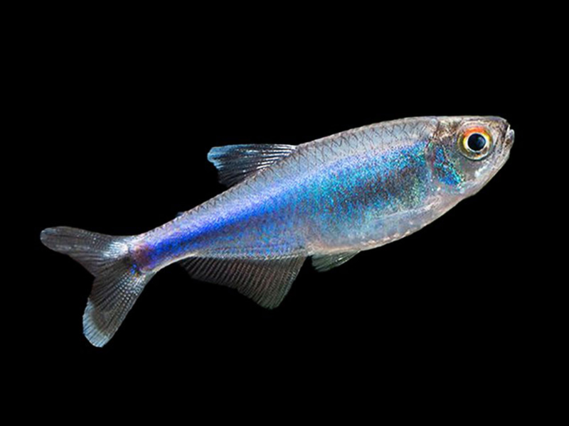 Image of Boehlkea fredcochui