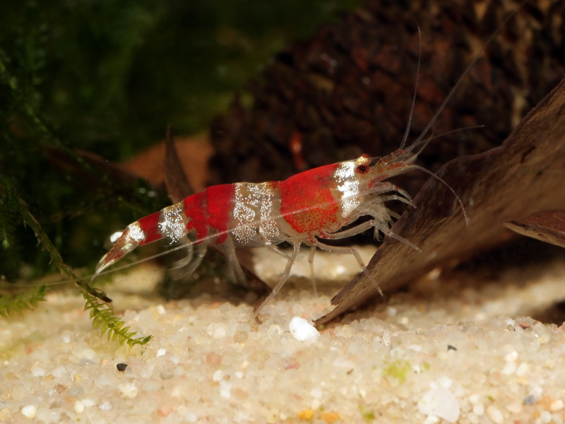 Caridina logemanni Caridina logemanni