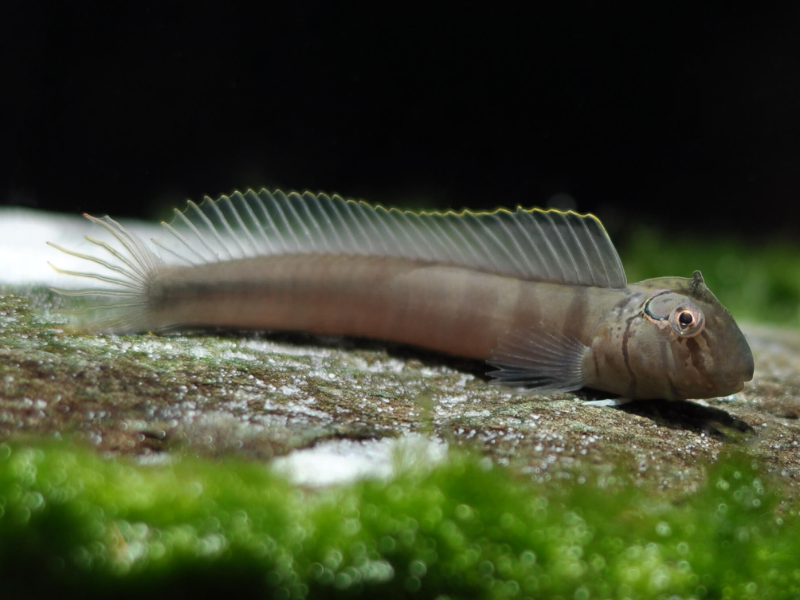 Zebra blenny Zebra blenny